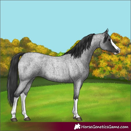Horse Color:Blue Roan Splash