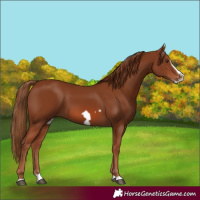 Horse Color:Chestnut Splash Frame 