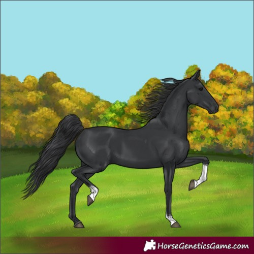 Horse Color:Black Tobiano Rabicano
