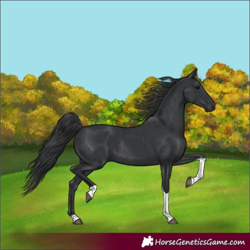 Horse Color:Black Tobiano Rabicano