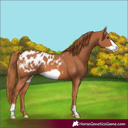 Horse Color:Chestnut Frame Blanket 