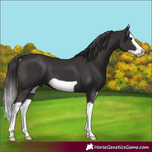Horse Color:Smoky Black Splash Frame