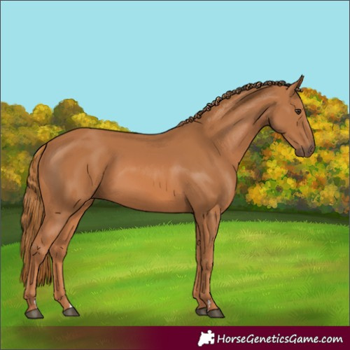 Horse Color:Chestnut Rabicano 