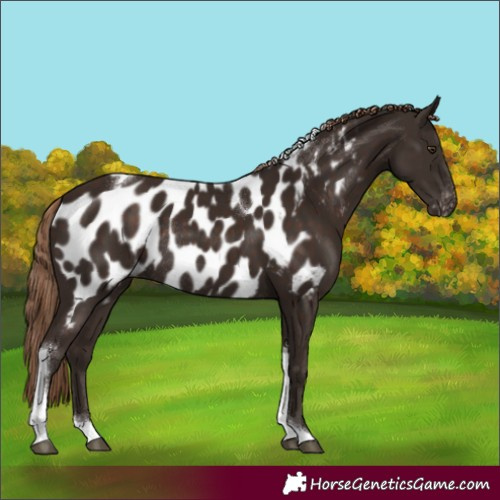 Horse Color:Liver Chestnut Tobiano Appaloosa Rabicano 