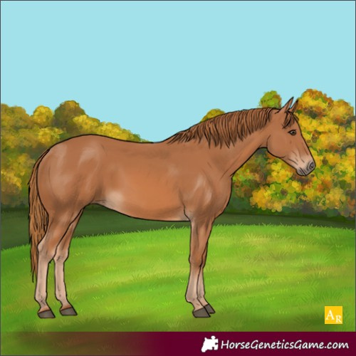 Horse Color:Unknown 