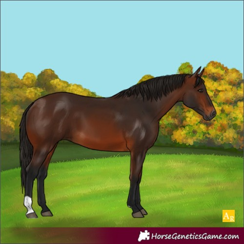 Horse Color:Gray Bay 