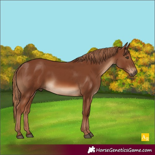 Horse Color:Chestnut 