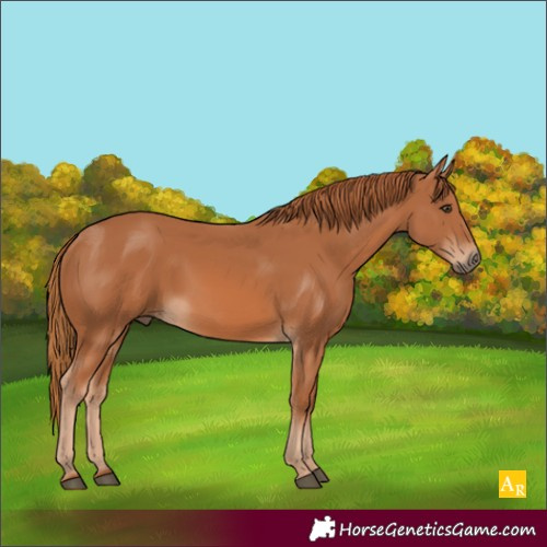 Horse Color:Chestnut 
