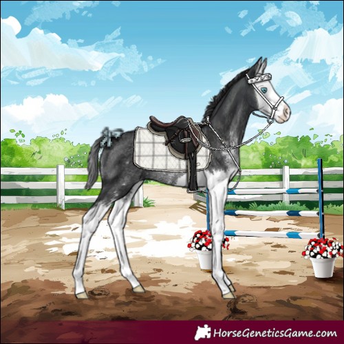 Horse Color:Black Sabino Splash Rabicano
