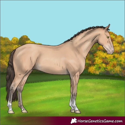 Horse Color:Amber Champagne Tobiano 
