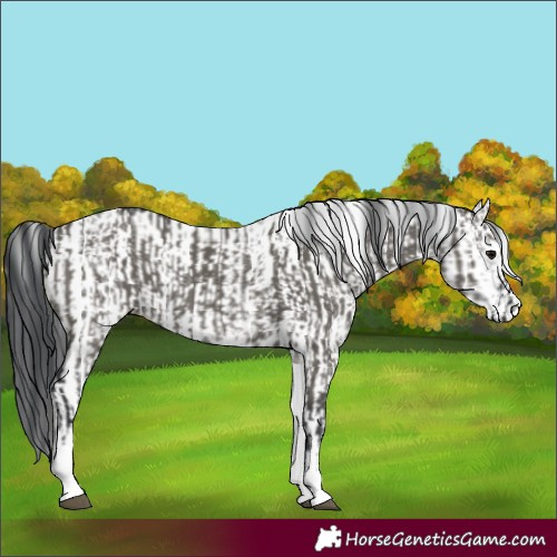 Horse Color:White Spotted Grullo Rabicano  and White Spotted Grullo Rabicano 