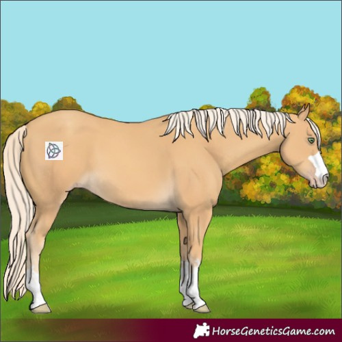 Horse Color:Gold Cream Champagne 