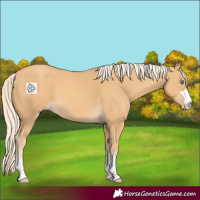 Horse Color:Gold Cream Champagne 