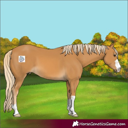 Horse Color:Palomino