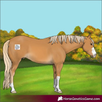 Horse Color:Palomino