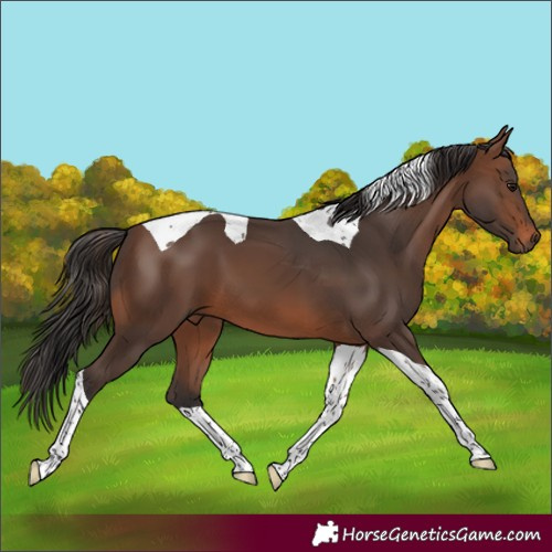 Horse Color:Brown Tobiano