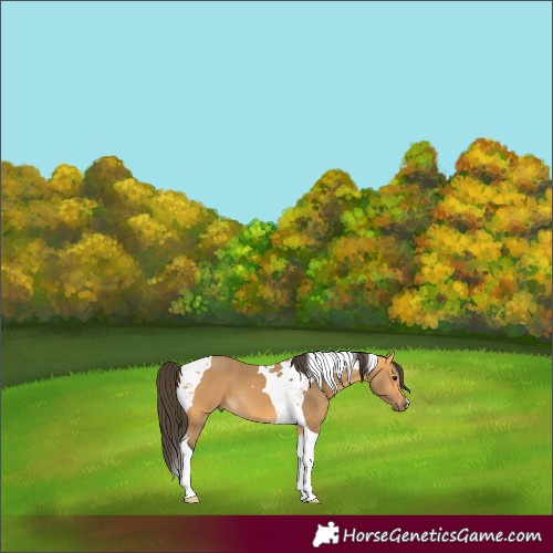 Horse Color:Buckskin Tobiano