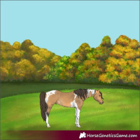 Horse Color:Buckskin Tobiano 