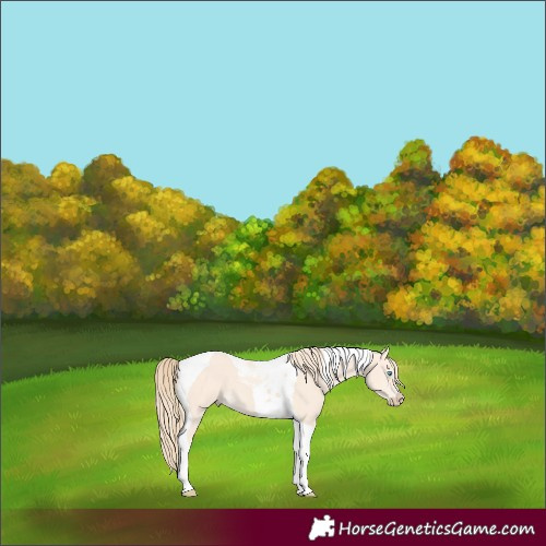 Horse Color:Perlino Tobiano