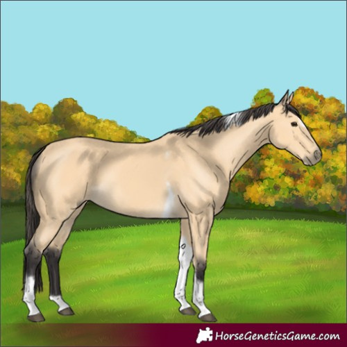 Horse Color:Buckskin Tobiano Frame 
