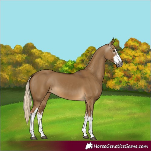 Horse Color:Gray White Spotted Chocolate Palomino Dun 