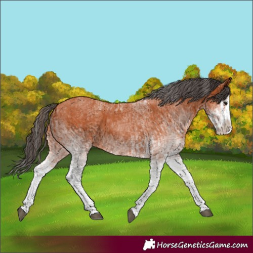 Horse Color:White Spotted Bay Splash and White Spotted Bay Splash
