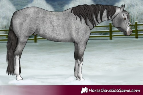 Horse Color:Gray White Spotted Liver Red Roan 