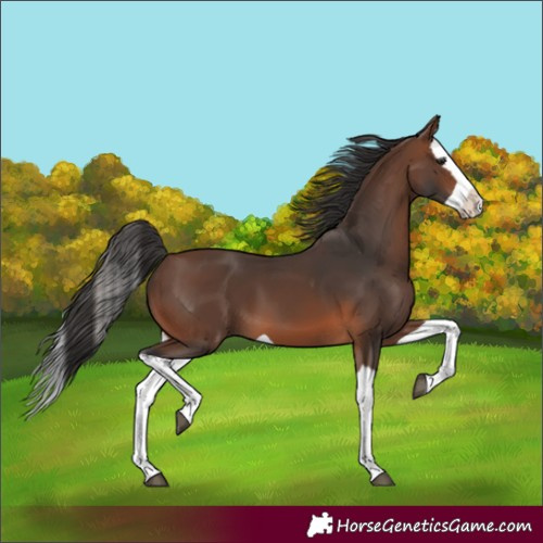 Horse Color:Brown Splash 