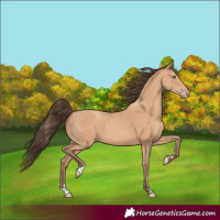 Horse Color:Amber Champagne Sabino