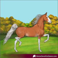 Horse Color:Silver Bay Splash