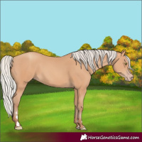 Horse Color:Silver Amber Champagne