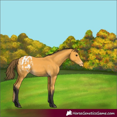Horse Color:Buckskin Appaloosa 