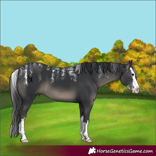 Horse Color:Powder White Black Splash 