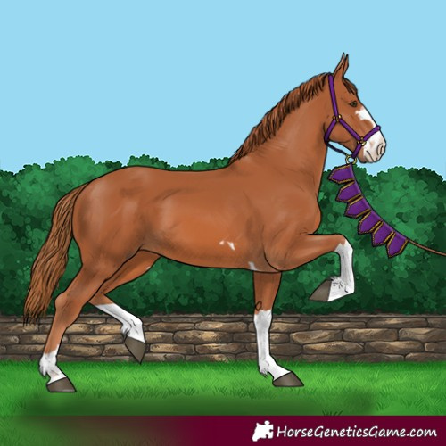 Horse Color:Chestnut 