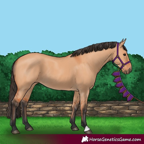 Horse Color:Bay Dun