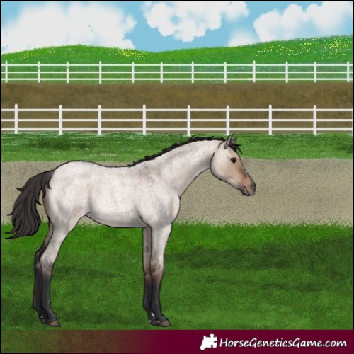 Horse Color:Brown Roan Dun Rabicano 