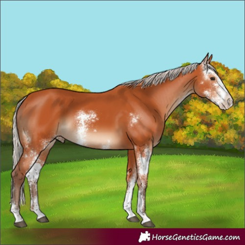 Horse Color:Silver Bay Sabino 