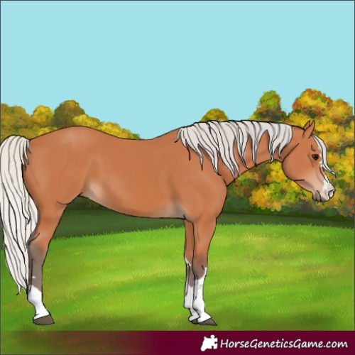 Horse Color:Silver Bay 