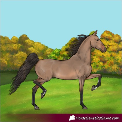 Horse Color:Bay Dun 