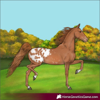 Horse Color:Chestnut Appaloosa
