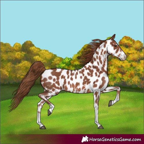 Horse Color:Chestnut Sabino Appaloosa 