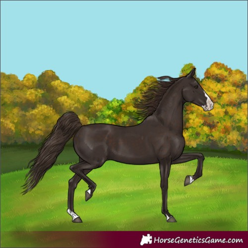 Horse Color:Liver Chestnut Splash Rabicano