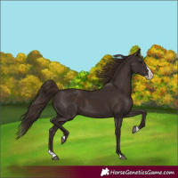 Horse Color:Liver Chestnut Splash Rabicano