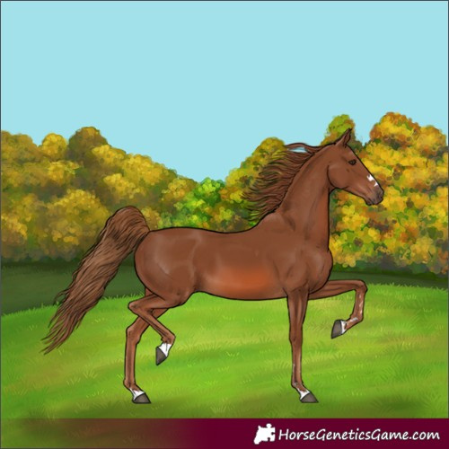 Horse Color:Unknown 