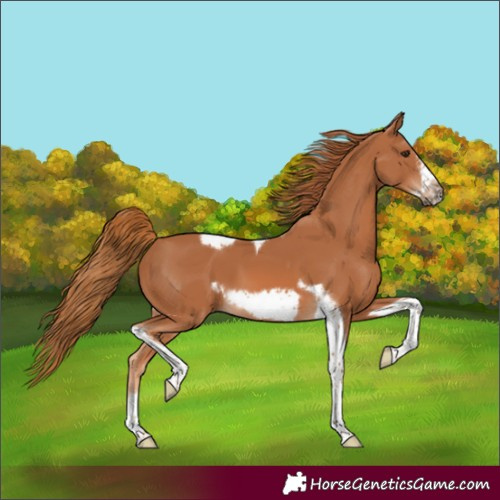 Horse Color:Chestnut Tobiano Frame