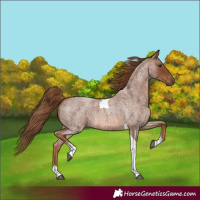 Horse Color:Red Roan Tobiano 