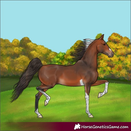 Horse Color:Bay Tobiano Frame 
