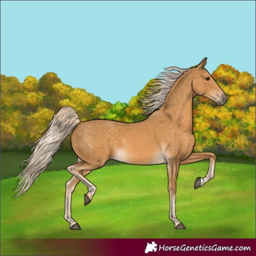 Horse Color:Palomino 