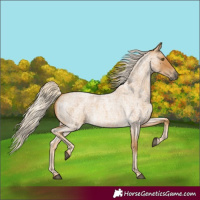 Horse Color:Palomino Roan