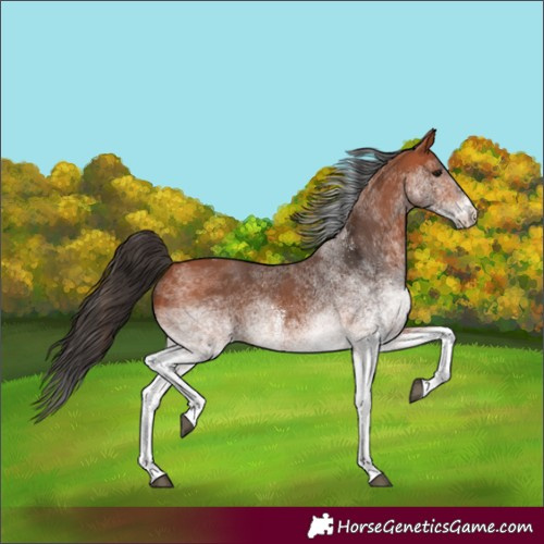 Horse Color:White Spotted Bay